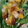 Орхидея Cymbidium midi (отцвёл)