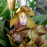Орхидея Cymbidium midi (отцвёл)