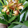 Орхидея Cymbidium midi (отцвёл)