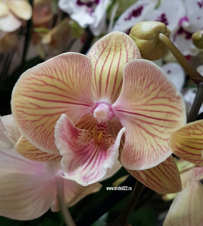 Орхидея Phalaenopsis Stars Shining, Big Lip (отцвел)