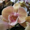Орхидея Phalaenopsis Stars Shining, Big Lip (отцвел)