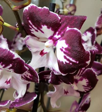 Орхидея Phalaenopsis Tinkerbells Kizz, Big Lip 