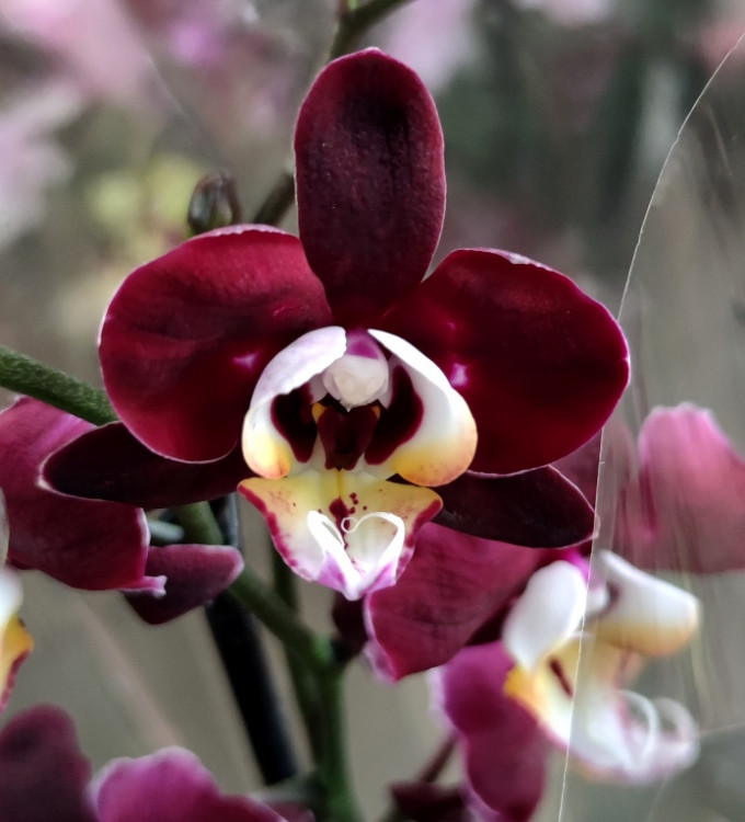 Орхидея Phalaenopsis  (отцвел) 