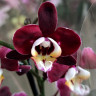 Орхидея Phalaenopsis  (отцвел) 