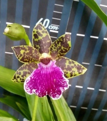 Орхидея Zygopetalum hybrid (еще не цвёл) 