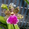 Орхидея Zygopetalum hybrid (еще не цвёл) 