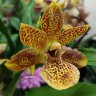 Орхидея Propetalum Golden Bay