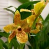 Орхидея Propetalum Golden Bay
