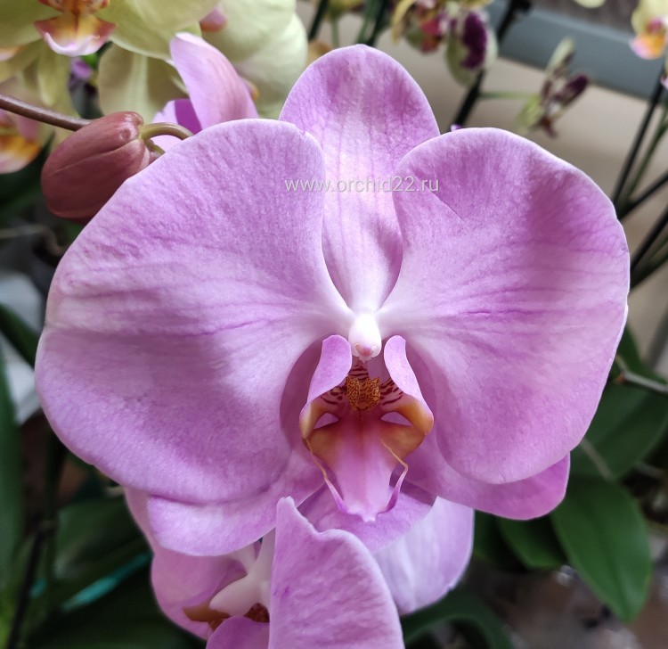 Орхидея Phalaenopsis Ashlion (отцвел)
