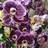 Орхидея Phalaenopsis  