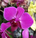 Орхидея Phalaenopsis multiflora   