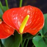 Anthurium Adios Orange (деленка без цветов)