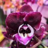 Орхидея Phalaenopsis (отцвел, РЕАНИМАШКА)