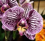 Орхидея Phalaenopsis Black Stripes (отцвел) 