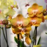 Орхидея Phalaenopsis Las Vegas (отцвел, РЕАНИМАШКА) 