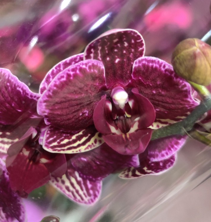 Орхидея Phalaenopsis multiflora  (отцвёл)