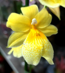 Орхидея Burrageara Nelly Isler Yellow (отцвела) 