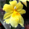 Орхидея Burrageara Nelly Isler Yellow (отцвела) 