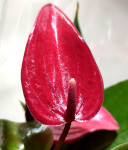Anthurium Banderola Lava  