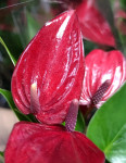 Anthurium Banderola Lava  