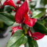 Anthurium Banderola Lava  