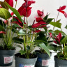 Anthurium Banderola Lava  