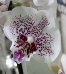 Орхидея Phalaenopsis Frida, Big Lip (отцвел, РЕАНИМАШКА)