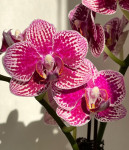 Орхидея Phalaenopsis, multiflora  