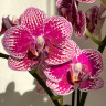 Орхидея Phalaenopsis, multiflora  (отцвел) 