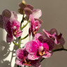 Орхидея Phalaenopsis, multiflora  (отцвел) 