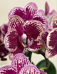 Орхидея Phalaenopsis, multiflora   