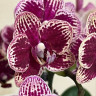 Орхидея Phalaenopsis, multiflora   