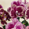 Орхидея Phalaenopsis, multiflora   