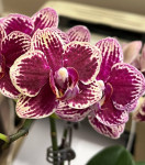 Орхидея Phalaenopsis, multiflora   