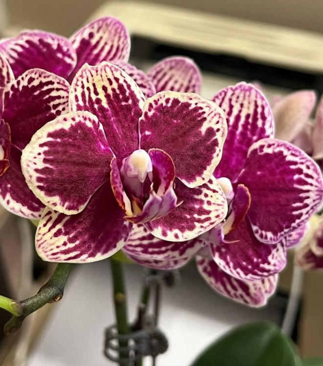Орхидея Phalaenopsis, multiflora   