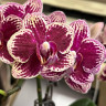 Орхидея Phalaenopsis, multiflora   
