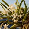 Орхидея Neofinetia falcata 