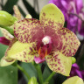 Орхидея Phalaenopsis Grosseto peloric, multiflora  