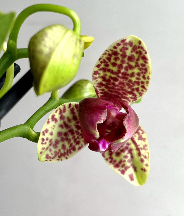Орхидея Phalaenopsis Grosseto peloric, multiflora  