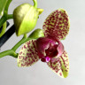 Орхидея Phalaenopsis Grosseto peloric, multiflora  