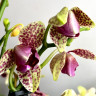 Орхидея Phalaenopsis Grosseto peloric, multiflora  