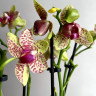 Орхидея Phalaenopsis Grosseto peloric, multiflora  