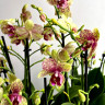 Орхидея Phalaenopsis Grosseto peloric, multiflora  