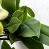 Орхидея Phalaenopsis Grosseto peloric, multiflora  