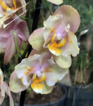 Орхидея Phalaenopsis Peaches peloric