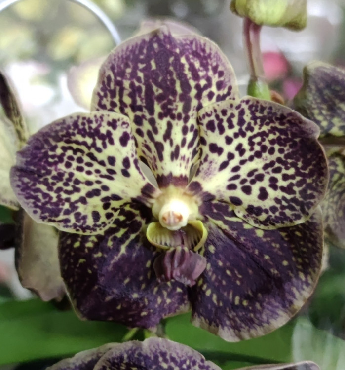 Орхидея Vanda Dark Chocolate (отцвела)