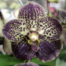 Орхидея Vanda Dark Chocolate (отцвела)