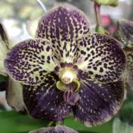 Мас күйінде жыныстық қатынас