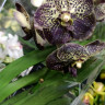 Орхидея Vanda Dark Chocolate (отцвела)