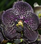 Орхидея Vanda Dark Chocolate (отцвела)
